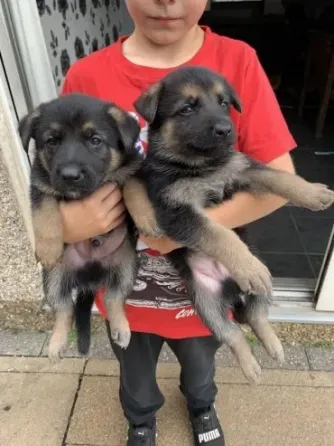 German Shepherd puppies available Tbilisi