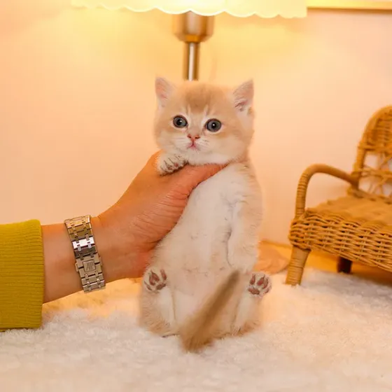 Munchkin kitten თბილისი