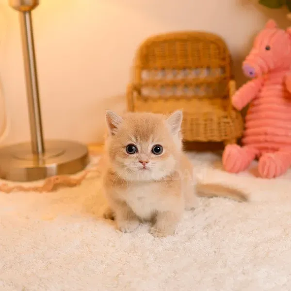 Munchkin kitten თბილისი - photo 2