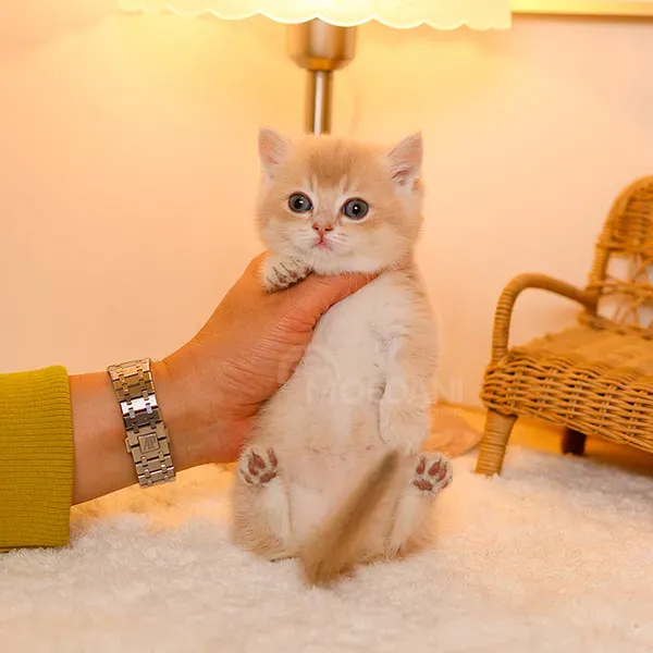 Munchkin kitten თბილისი - photo 1