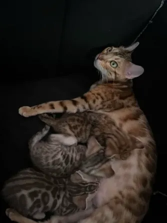 Ბენგალური კატის კნუტები თბილისი