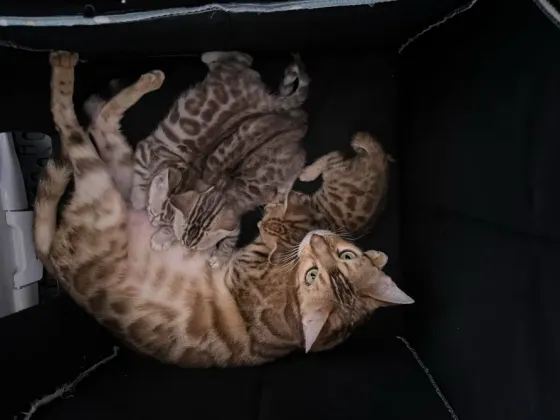 Ბენგალური კატის კნუტები თბილისი