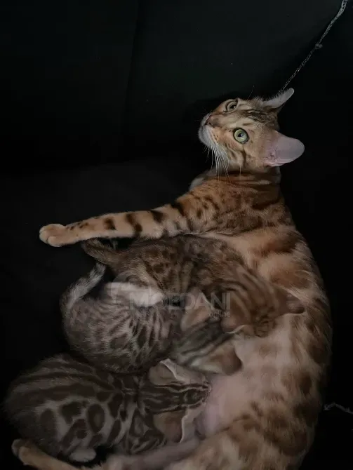 Ბენგალური კატის კნუტები თბილისი - photo 1