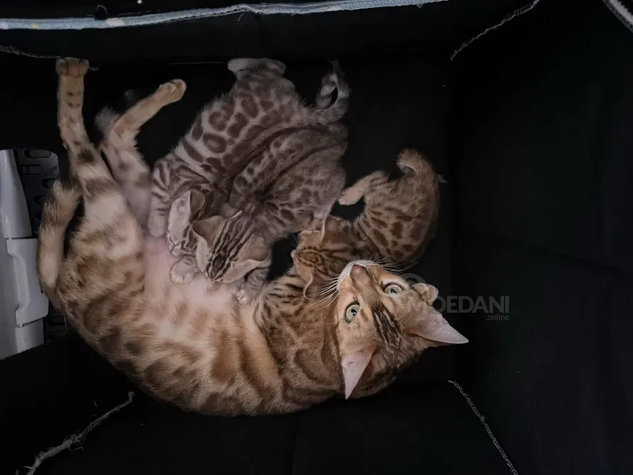 Ბენგალური კატის კნუტები თბილისი - photo 2