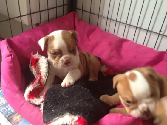 Прекрасные щенки английского бульдога. Подробности по WhatsApp: +447490124950 Tbilisi