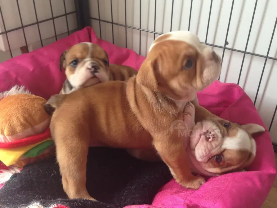 Прекрасные щенки английского бульдога. ინფორმაცია WhatsApp-ზე: +447490124950 თბილისი - photo 1