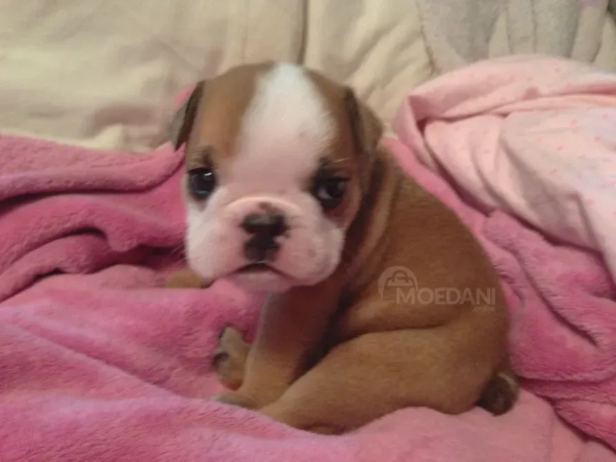 Прекрасные щенки английского бульдога. ინფორმაცია WhatsApp-ზე: +447490124950 თბილისი - photo 3