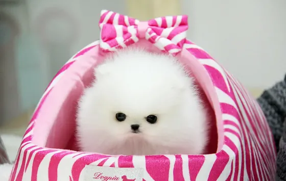 Прекрасные щенки померанского шпица. Подробности по WhatsApp: +447490124950 Tbilisi