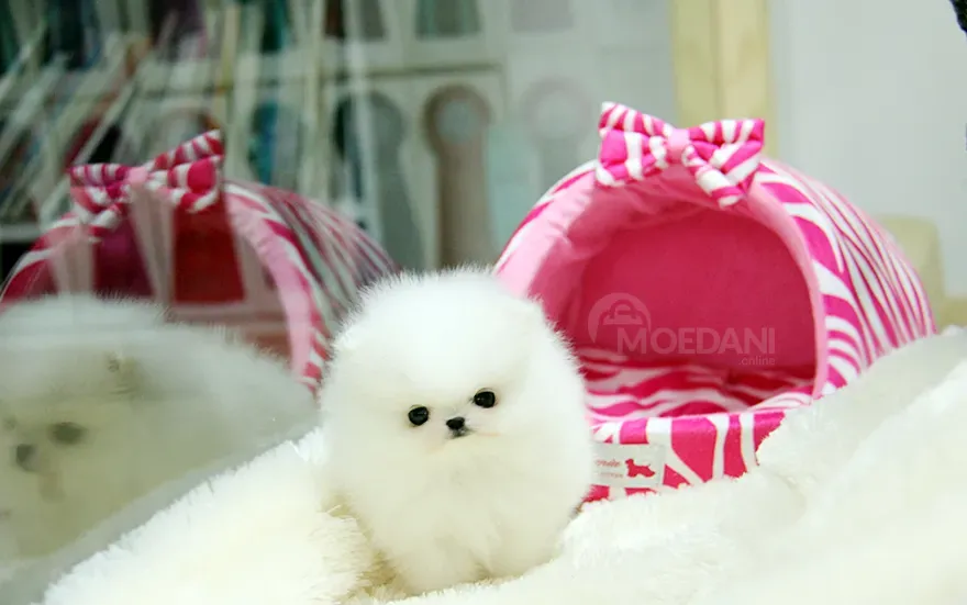 Прекрасные щенки померанской шпицы. Подробности в WhatsApp: +447490124950 Тбилиси - изображение 4