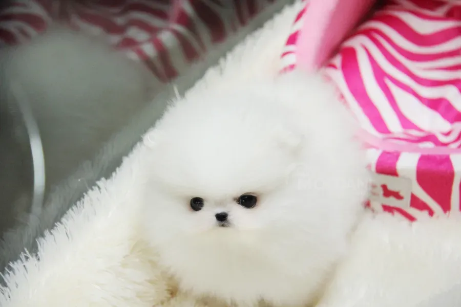 Прекрасные щенки померанской шпицы. Подробности в WhatsApp: +447490124950 Тбилиси - изображение 3