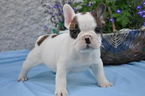 Прекрасные щенки французского бульдога. ინფორმაცია WhatsApp-ზე: +447490124950 თბილისი - photo 2