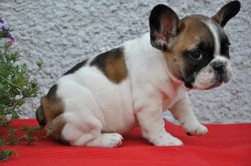 Прекрасные щенки французского бульдога. ინფორმაცია WhatsApp-ზე: +447490124950 თბილისი - photo 1