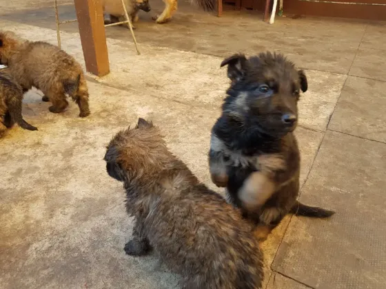 Зарегистрированные щенки немецкой овчарки. Подробности в WhatsApp: +447490124950 Tbilisi