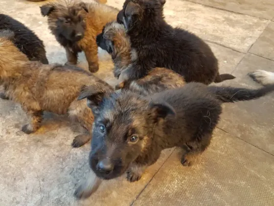 Зарегистрированные щенки немецкой овчарки. Подробности в WhatsApp: +447490124950 Tbilisi