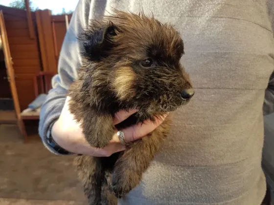 Зарегистрированные щенки немецкой овчарки. Подробности в WhatsApp: +447490124950 Tbilisi