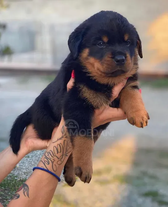 Щенки ротвейлера. Подробности в WhatsApp: +447490124950 Tbilisi - photo 2