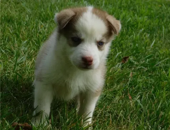 Продаются щенки сибирского хаски. Подробности в WhatsApp: +447490124950 Tbilisi