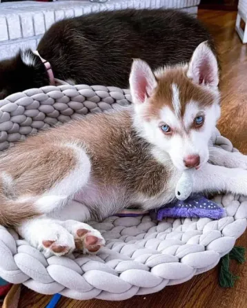 Продаются щенки сибирского хаски. Подробности в WhatsApp: +447490124950 Tbilisi