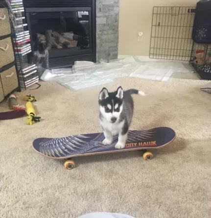 Продаются щенки сибирского хаски. Подробности в WhatsApp: +447490124950 Tbilisi