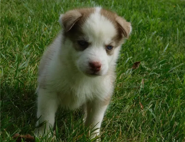 Продаются щенки сибирского хаски. Подробности в WhatsApp: +447490124950 Tbilisi - photo 4