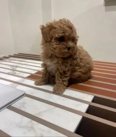 Щенки мальтийской болонки. Подробности в WhatsApp: +447490124950 Tbilisi