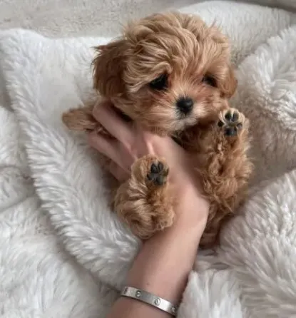 Щенки мальтийской болонки. Подробности в WhatsApp: +447490124950 Tbilisi