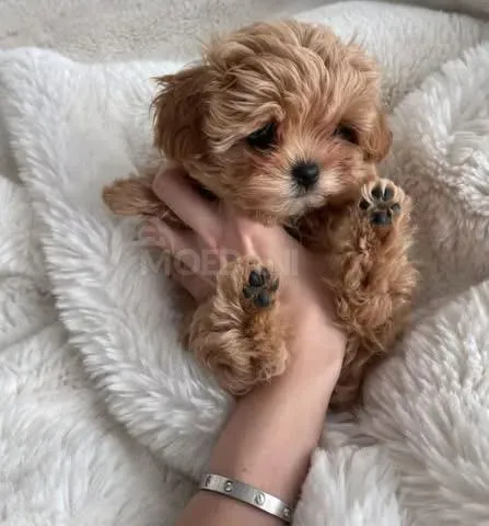 Щенки мальтийской болонки. Подробности в WhatsApp: +447490124950 Тбилиси - изображение 2