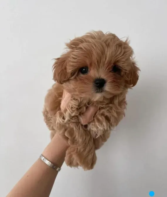 Щенки мальтийской болонки. Подробности в WhatsApp: +447490124950 Тбилиси - изображение 3