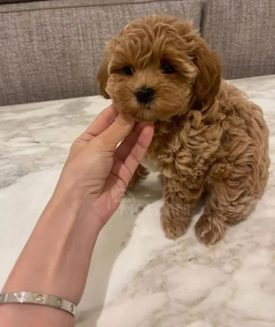 Щенки мальтийской болонки. Подробности в WhatsApp: +447490124950 Тбилиси - изображение 4