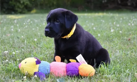 Два щенка лабрадора готовы к переезду. Подробности в WhatsApp: +447490124950 Tbilisi