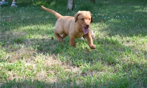 Два щенка лабрадора готовы к переезду. Подробности в WhatsApp: +447490124950 Tbilisi