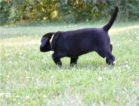 Два щенка лабрадора готовы к переезду. Подробности в WhatsApp: +447490124950 Tbilisi