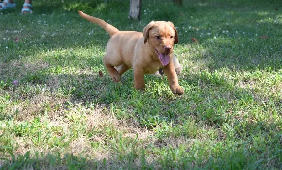 Два щенка лабрадора готовы к переезду. Подробности в WhatsApp: +447490124950 Tbilisi - photo 3