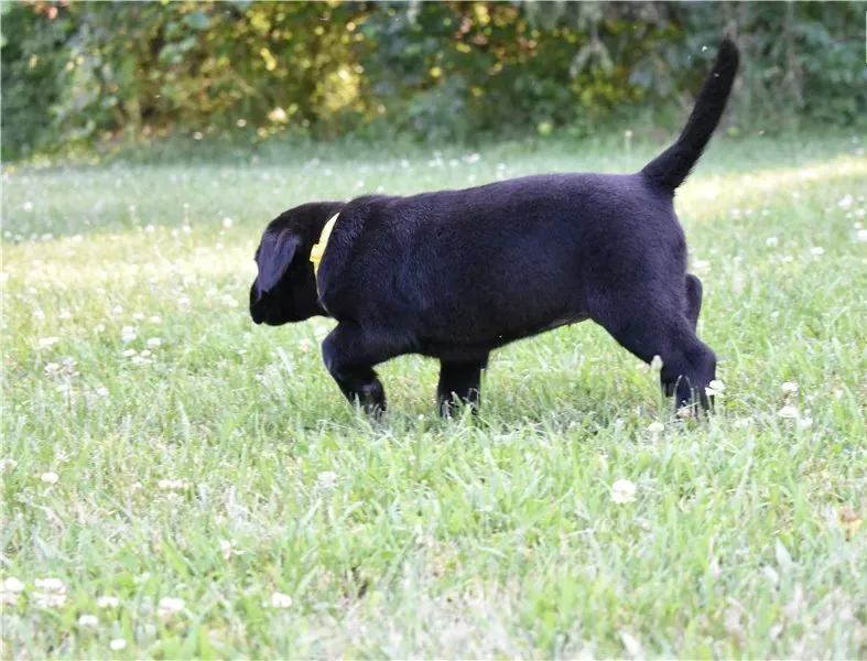 Два щенка лабрадора готовы к переезду. Подробности в WhatsApp: +447490124950 Tbilisi - photo 4