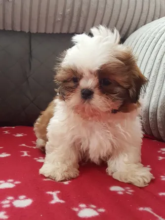 Великолепные щенки ши-тцу готовы к переезду. Подробности в WhatsApp: +447490124950 Tbilisi