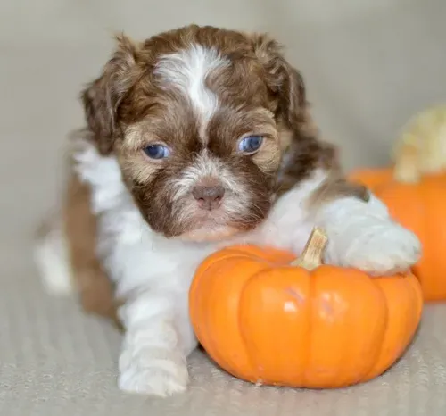 Великолепные щенки ши-тцу готовы к переезду. Подробности в WhatsApp: +447490124950 Tbilisi