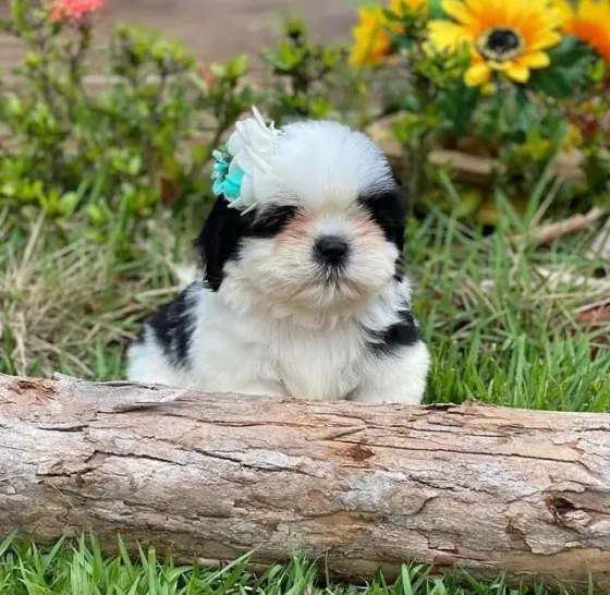 Великолепные щенки ши-тцу готовы к переезду. Подробности в WhatsApp: +447490124950 Tbilisi