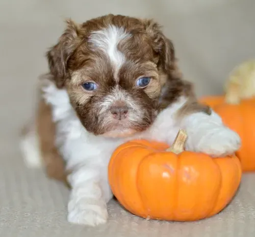 Великолепные щенки ши-тцу готовы к переезду. Подробности в WhatsApp: +447490124950 Tbilisi - photo 2