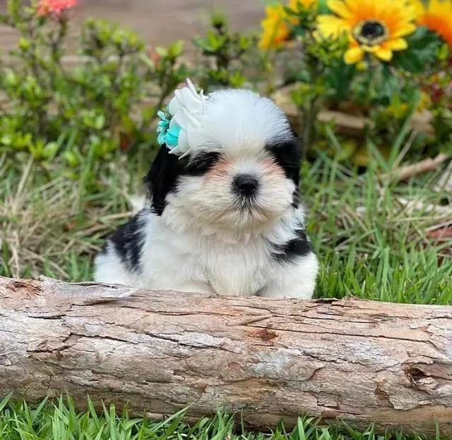 Великолепные щенки ши-тцу готовы к переезду. Подробности в WhatsApp: +447490124950 Tbilisi - photo 3