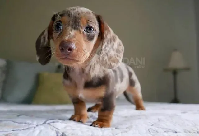 Чистокровные щенки таксы. Подробности в WhatsApp: +447490124950 Tbilisi - photo 3