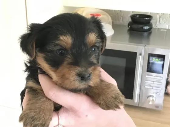 Прекрасные щенки йорка в хорошие руки. Подробности в WhatsApp: +447490124950 Tbilisi