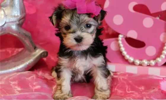 Прекрасные щенки йорка в хорошие руки. Подробности в WhatsApp: +447490124950 Tbilisi