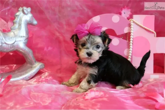 Прекрасные щенки йорка в хорошие руки. Подробности в WhatsApp: +447490124950 Tbilisi