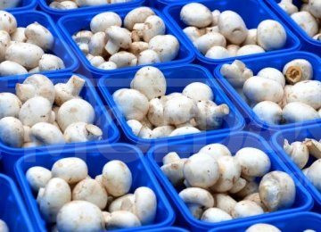 Mushroom production equipment Tbilisi - photo 1