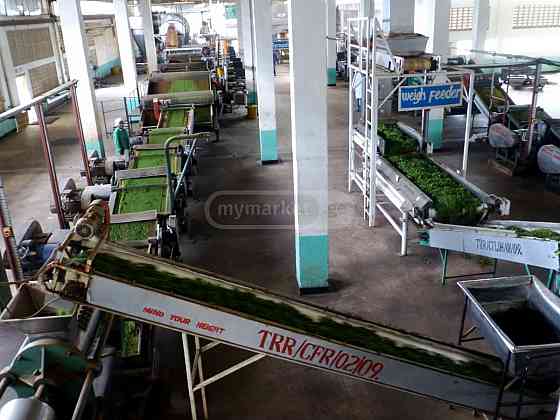 Tea production equipment Tbilisi