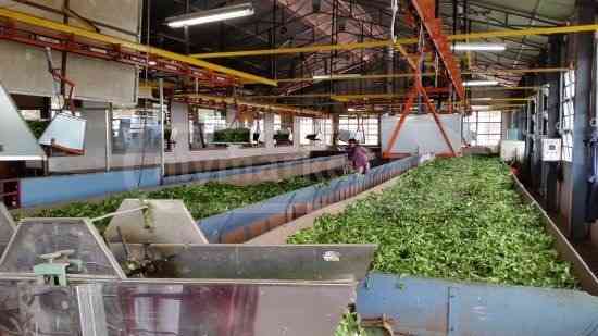 Tea production equipment Tbilisi
