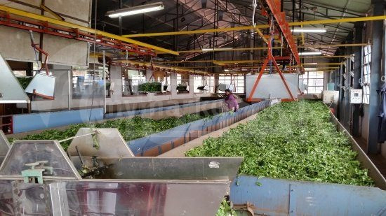 Tea production equipment Tbilisi - photo 2