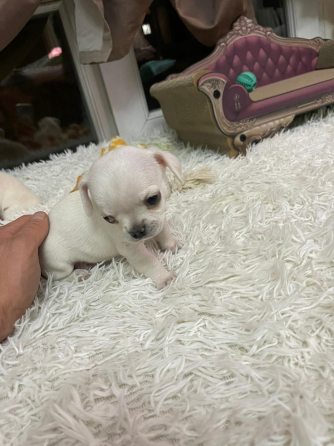 Chihuahua for sale Tbilisi