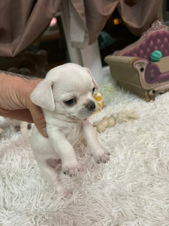 Chihuahua for sale Tbilisi