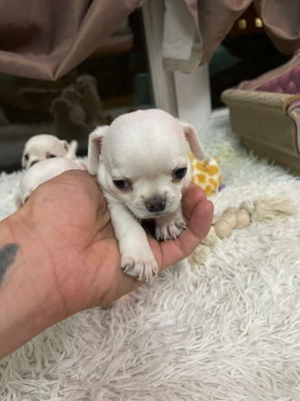 Chihuahua for sale Tbilisi